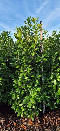 Prunus laurocerasus 'Rotundifolia' - afbeelding 8