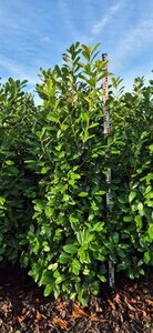 Prunus laurocerasus 'Rotundifolia' - afbeelding 8
