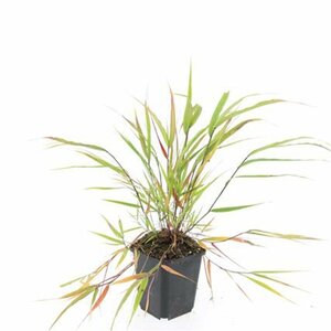Hakonechloa macra P9 - afbeelding 5