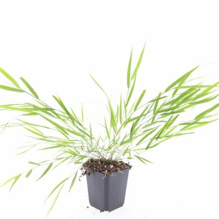 Hakonechloa macra P9 - afbeelding 3