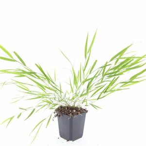 Hakonechloa macra P9 - afbeelding 3