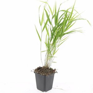 Hakonechloa macra P9 - afbeelding 2