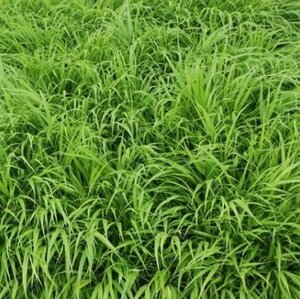 Hakonechloa macra P9 - afbeelding 7