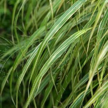 Hakonechloa macra P9 - afbeelding 6