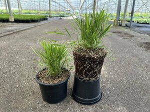 Hakonechloa macra P9 - afbeelding 13