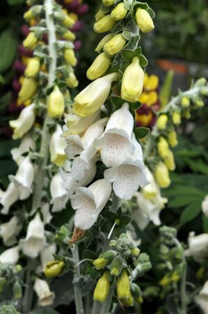 Digitalis purpurea 'Alba' P9 - afbeelding 3