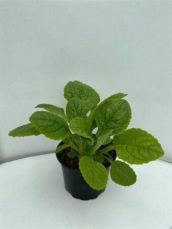 Digitalis purpurea 'Alba' P9 - afbeelding 2