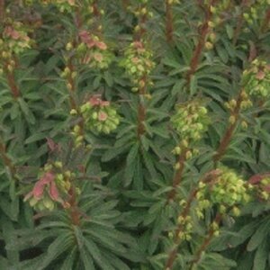 Euphorbia martinii P9 - afbeelding 3