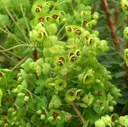 Euphorbia martinii P9 - afbeelding 4