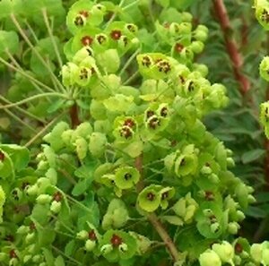 Euphorbia martinii P9 - afbeelding 4