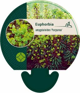 Euphorbia amygdaloides 'Purpurea' P9