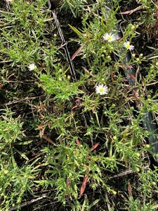Aster pringlei 'Monte Cassino' P9 - afbeelding 3