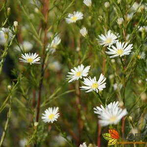 Aster pringlei 'Monte Cassino' P9