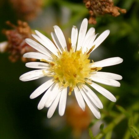 Aster pringlei 'Monte Cassino' P9 - afbeelding 5