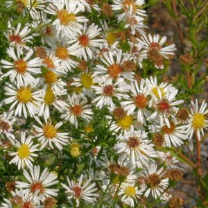 Aster pringlei 'Monte Cassino' P9 - afbeelding 6