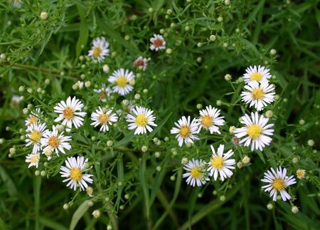 Aster pringlei 'Monte Cassino' P9 - afbeelding 7