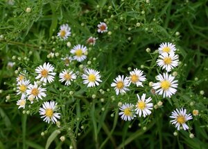Aster pringlei 'Monte Cassino' P9 - afbeelding 7