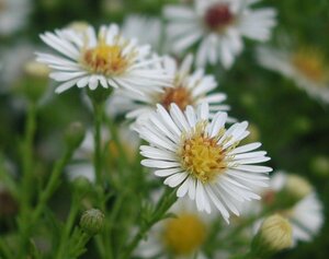 Aster pringlei 'Monte Cassino' P9 - afbeelding 8