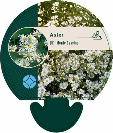 Aster pringlei 'Monte Cassino' P9 - afbeelding 4