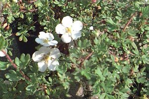 Potentilla fruticosa 'Abbotswood' C1.5