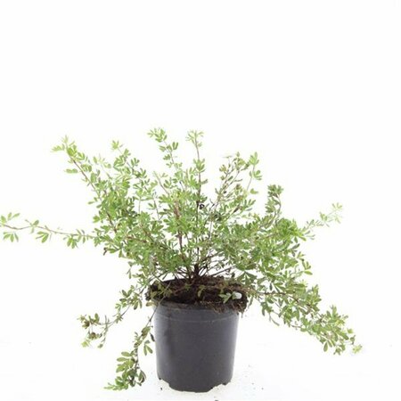 Potentilla fruticosa 'Abbotswood' C1.5 - afbeelding 3