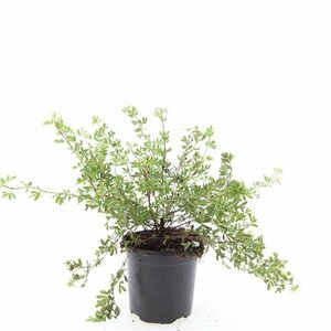 Potentilla fruticosa 'Abbotswood' C1.5 - afbeelding 3