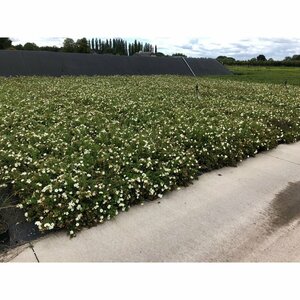 Potentilla fruticosa 'Abbotswood' C1.5 - afbeelding 7