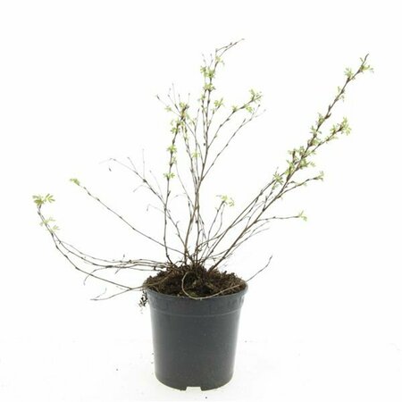 Potentilla fruticosa 'Abbotswood' C1.5 - afbeelding 6