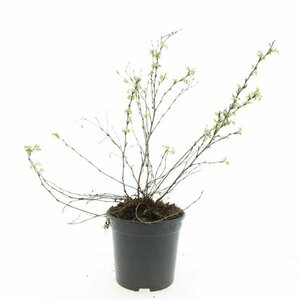 Potentilla fruticosa 'Abbotswood' C1.5 - afbeelding 6