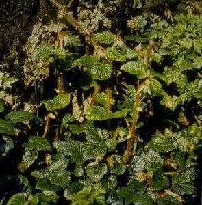 Rubus tricolor P9