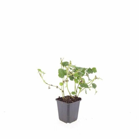 Rubus tricolor P9 - afbeelding 3