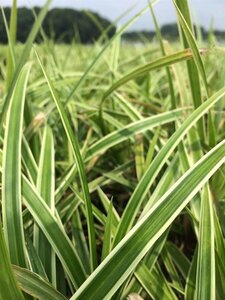 Carex morrowii 'Ice Dance' C2 - afbeelding 9