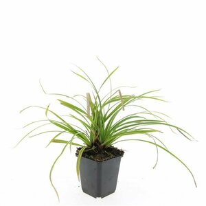 Carex morrowii 'Ice Dance' C2 - afbeelding 5