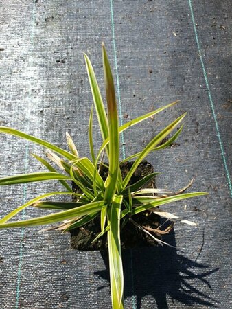 Carex morrowii 'Ice Dance' C2 - afbeelding 10