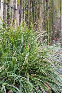 Carex morrowii 'Ice Dance' C2 - afbeelding 12