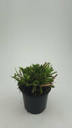Carex morrowii 'Ice Dance' C2 - afbeelding 4