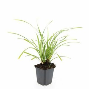 Carex morrowii 'Ice Dance' C2 - afbeelding 4