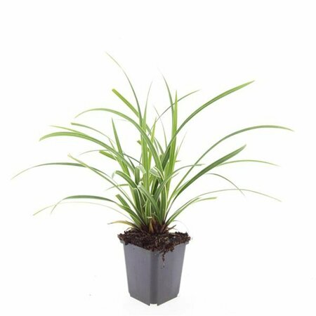Carex morrowii 'Ice Dance' C2 - afbeelding 3
