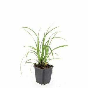 Carex morrowii 'Ice Dance' C2 - afbeelding 2