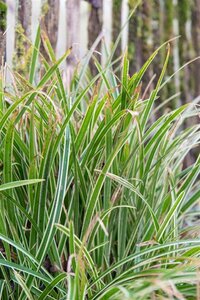 Carex morrowii 'Ice Dance' C2 - afbeelding 11