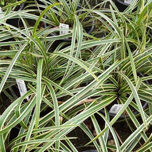 Carex morrowii 'Ice Dance' C2 - afbeelding 14