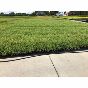 Carex morrowii 'Ice Dance' C2 - afbeelding 7