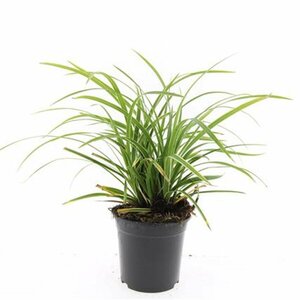 Carex morrowii 'Ice Dance' C2 - afbeelding 19