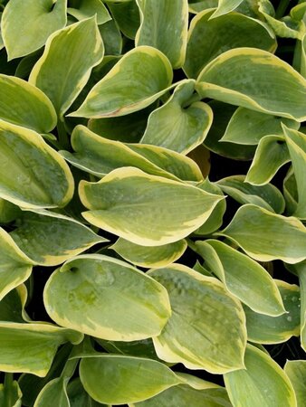 Hosta sieboldiana 'Frances Williams' P9 - afbeelding 1