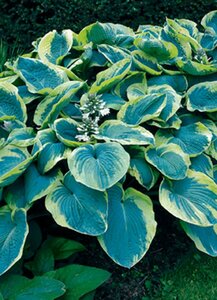 Hosta sieboldiana 'Frances Williams' P9 - afbeelding 4