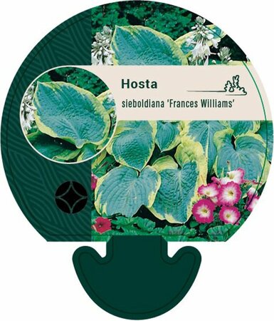 Hosta sieboldiana 'Frances Williams' P9 - afbeelding 2