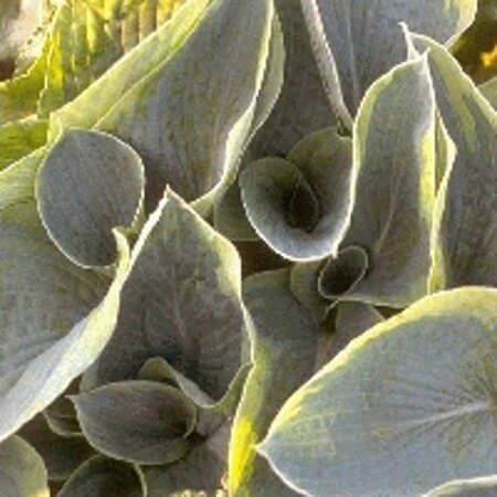 Hosta sieboldiana 'Frances Williams' P9 - afbeelding 6