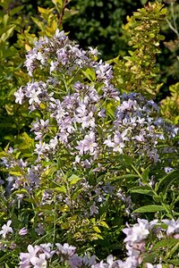 Campanula lactiflora 'Loddon Anna' P9 - afbeelding 3