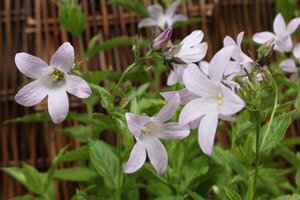 Campanula lactiflora 'Loddon Anna' P9 - afbeelding 6