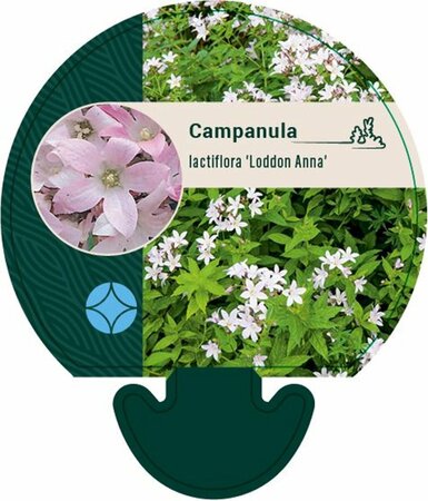 Campanula lactiflora 'Loddon Anna' P9 - afbeelding 5